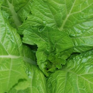 Mustard, Florida Broadleaf