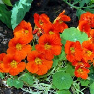 Nasturtium, Dwarf Jewel Mix