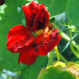 Nasturtium, Empress of India