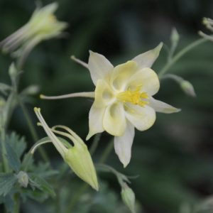 Columbine