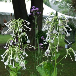 Nicotiana (Fragrant Native Tobacco)
