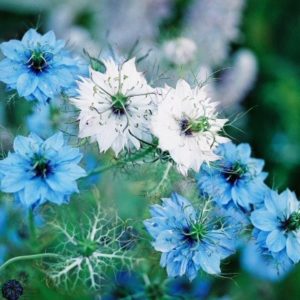 Nigella, Love In A Mist