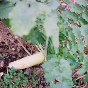 Parsnip, Sugar Hollow Crown