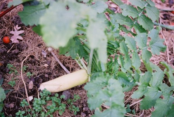 Parsnip, Sugar Hollow Crown