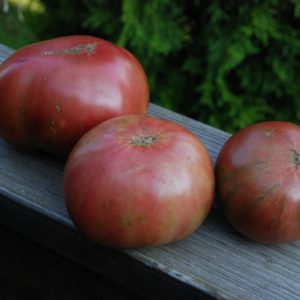 Slicing Tomato, Paul Robeson