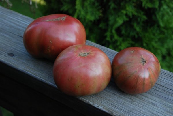 Slicing Tomato, Paul Robeson