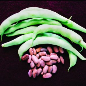 Bush Bean, Kentucky Wonder Brown