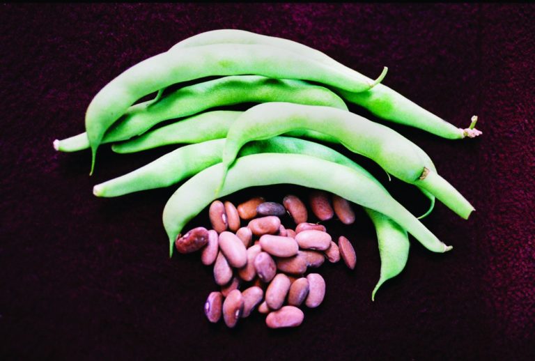 Bush Bean, Kentucky Wonder Brown Harvesting History