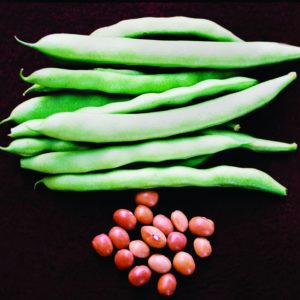 Pole Bean, Kentucky Wonder Brown Pole