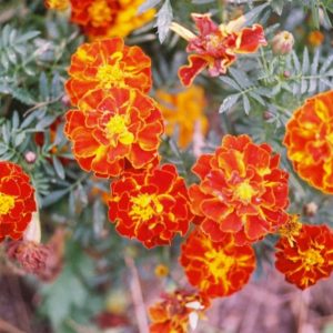 Marigold, Queen Sophia (French)