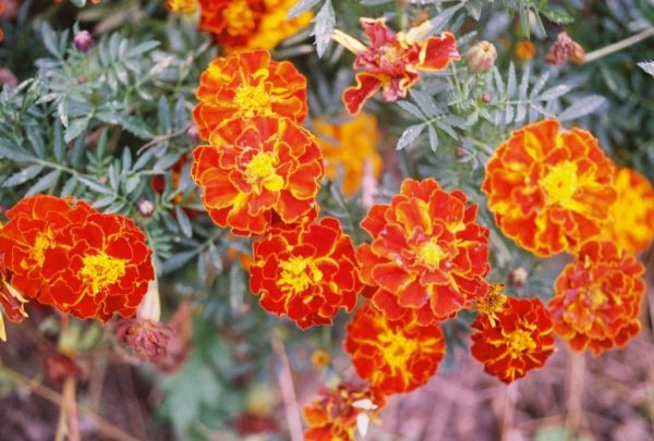 Marigold, Queen Sophia (French)