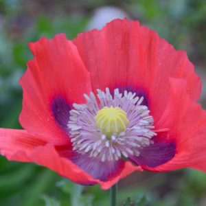 Poppy, Iceland Giant Mix