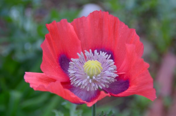 Poppy, Iceland Giant Mix