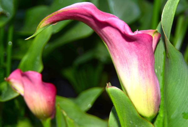 Calla Lily, Magnum - 1 Bulb