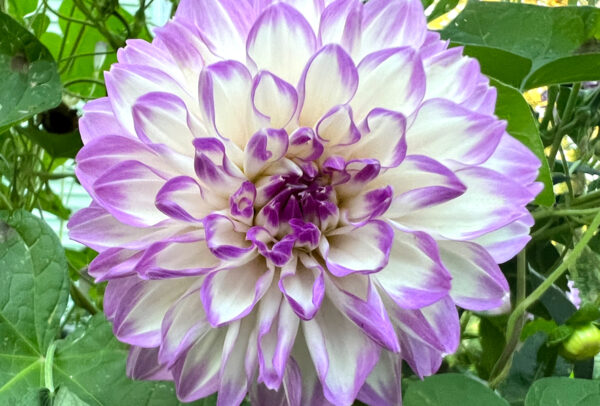 Dinnerplate Dahlia, Ferncliff Illusion