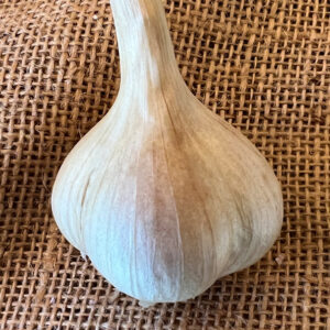 Marbled Purple Striped Garlic, Pskem - 4 oz