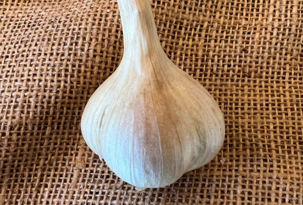 Marbled Purple Striped Garlic, Pskem - 4 oz
