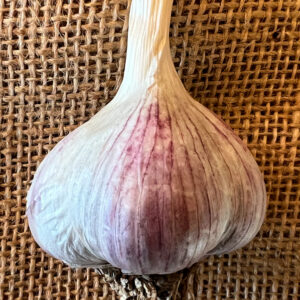 Asiatic Garlic, Pyongyang - 4 oz