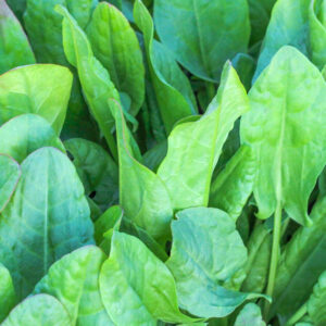 Herb, Sorrel