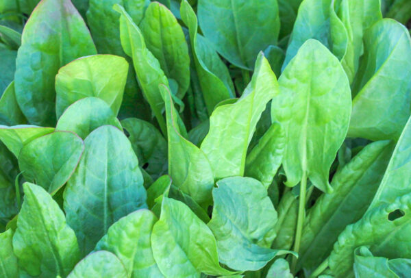 Herb, Sorrel