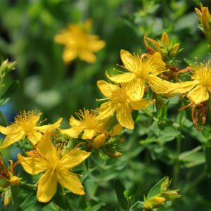 Herb, St. John's Wort