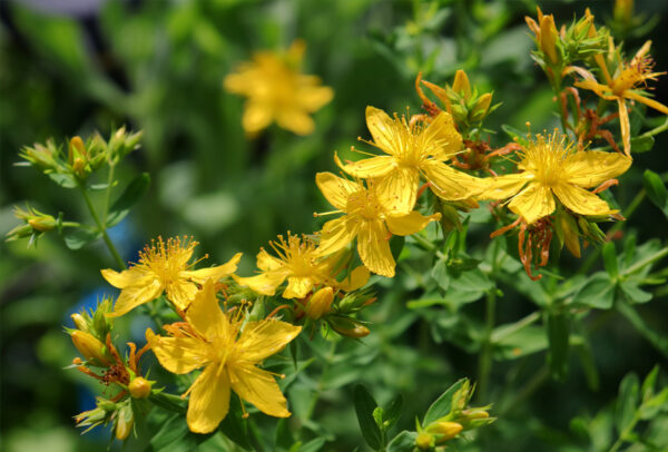 Herb, St. John's Wort