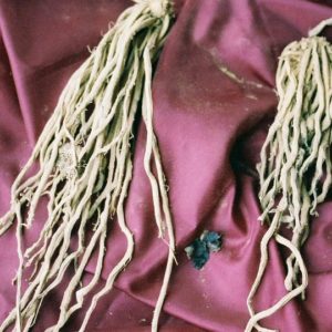 Asparagus Roots, Jersey Giant, 10 roots per bag