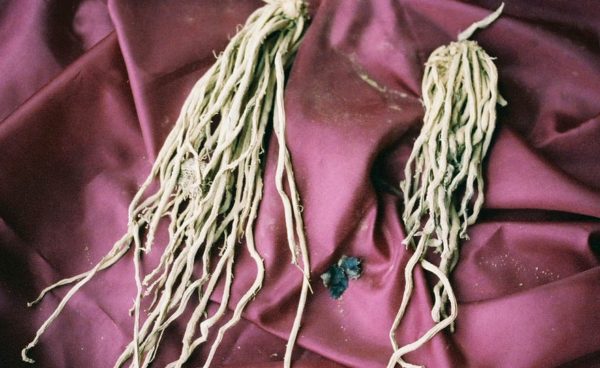Asparagus Roots, Mary Washington, 3 roots per bag