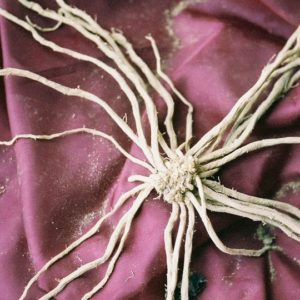 Asparagus Roots, Purple Passion - 10 roots per bag
