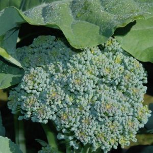 Broccoli, Calabrese - Green Sprouting