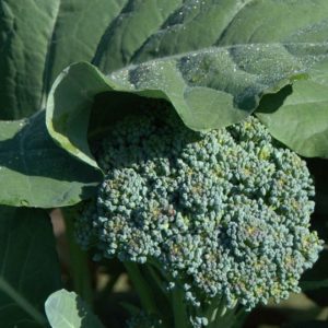 Broccoli, DeCicco - Green Sprouting