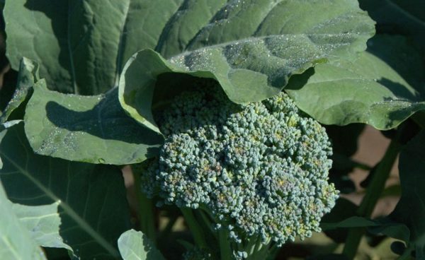 Broccoli, DeCicco - Green Sprouting