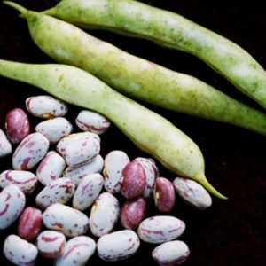 Pole Lima Bean, Florida Speckled Butter