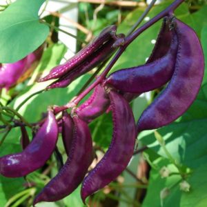 Bush Bean, Royal Burgundy