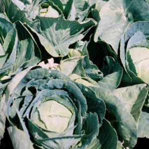 Cabbage, Danish Ballhead