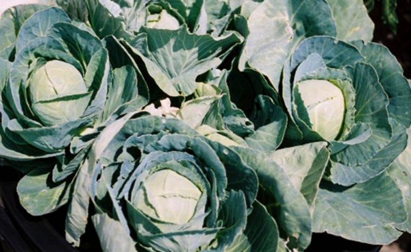Cabbage, Danish Ballhead
