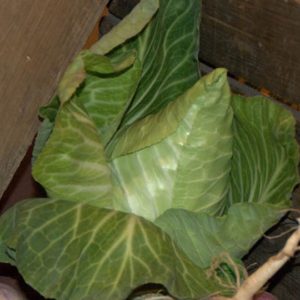 Cabbage, Early Jersey Wakefield