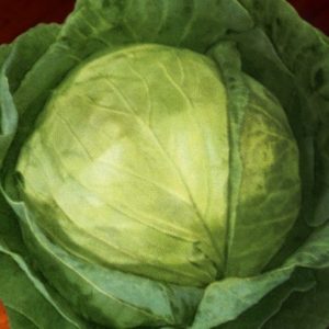 Cabbage, Late Flat Dutch