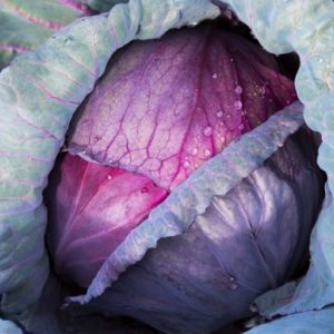Cabbage, Red Acre