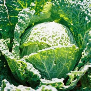 Cabbage, Savoy Drumhead Perfection