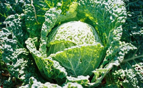 Cabbage, Savoy Drumhead Perfection