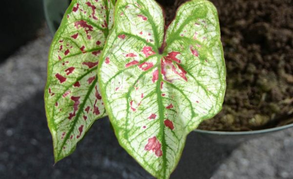 Caladium, Strawberry Star - 3 per bag - NOT AVAILABLE THIS YEAR DUE TO CROP FAILURE