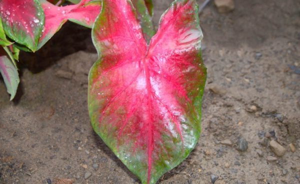 Caladium, Red Flash - 3 per bag