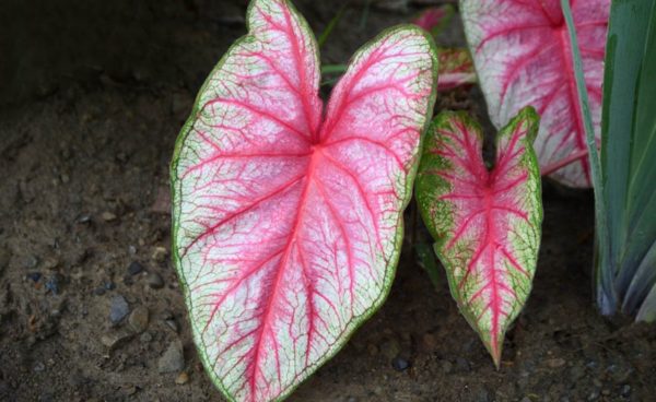 Caladium, White Queen - 3 per bag