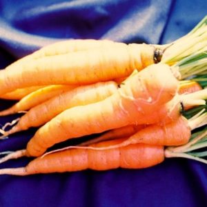 Carrot, Chantenay Long