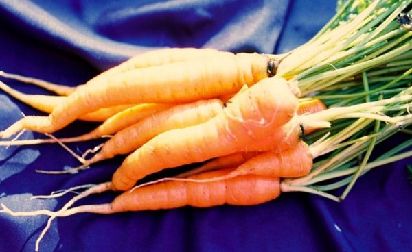 Carrot, Chantenay Long