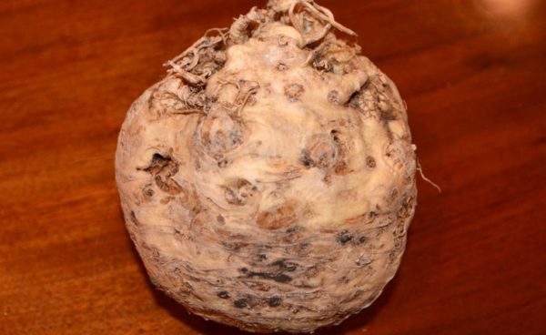 Celery, Celeriac Giant Prague