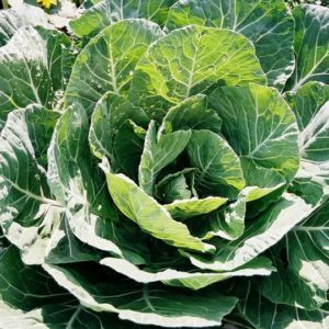 Collards, Georgia Southern