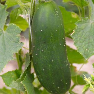 Pickling Cucumber, Bush Pickler