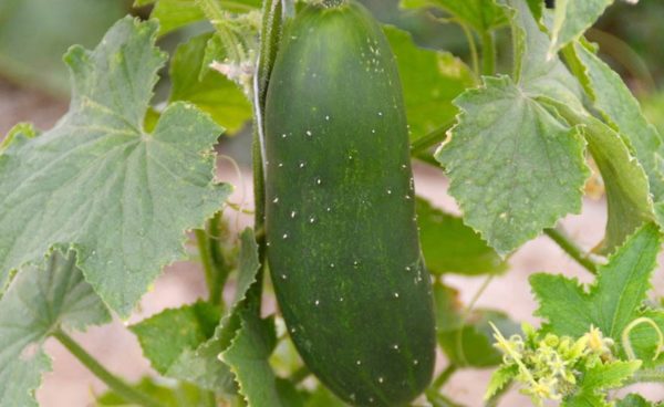 Pickling Cucumber, Bush Pickler